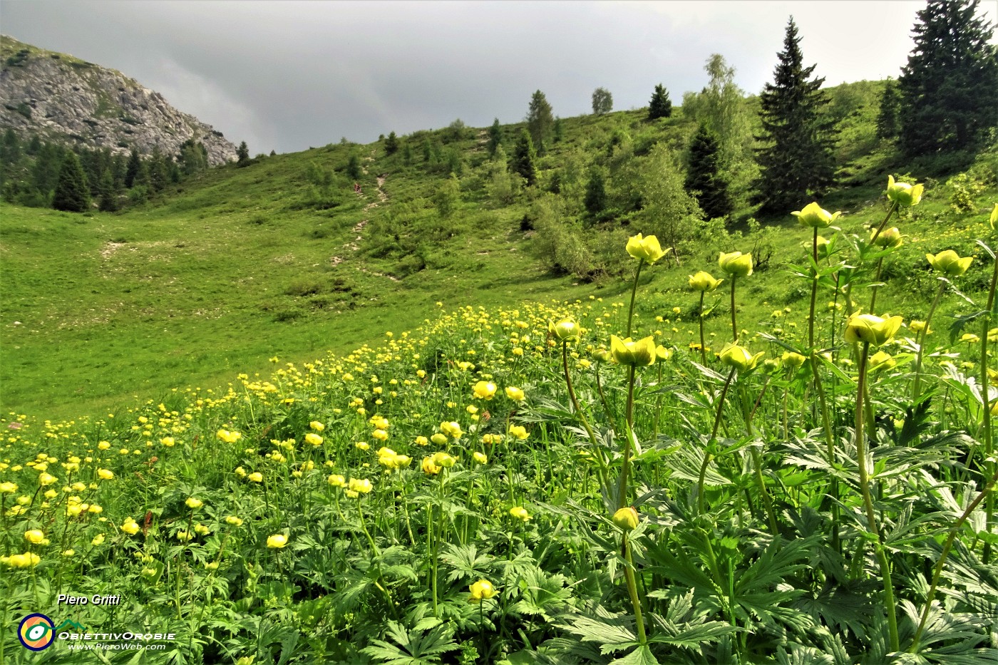 88 Botton d'oro sui pascoli ai Piani di Bobbio.JPG